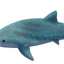 Whale Shark