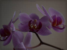 Orchidaceae