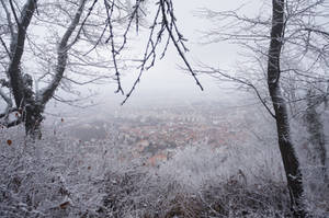 Frozen forest stock 1 by la-chatte-noire