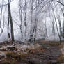 Frozen forest stock 27