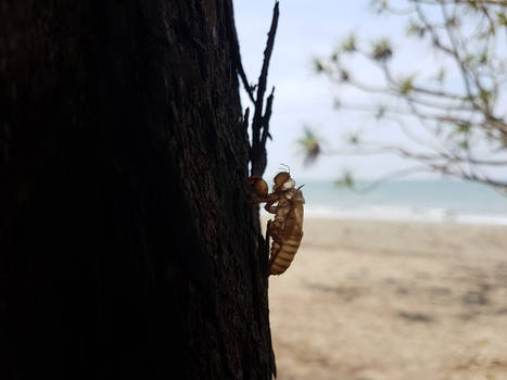 Cicada molt