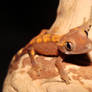 Crested Gecko Baby 1