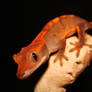 Jr. the Crested Gecko