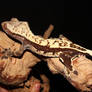 Beck- Crested Gecko
