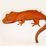 Pyro- Crested Gecko