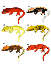 ADOPTABLES- Crested Geckos