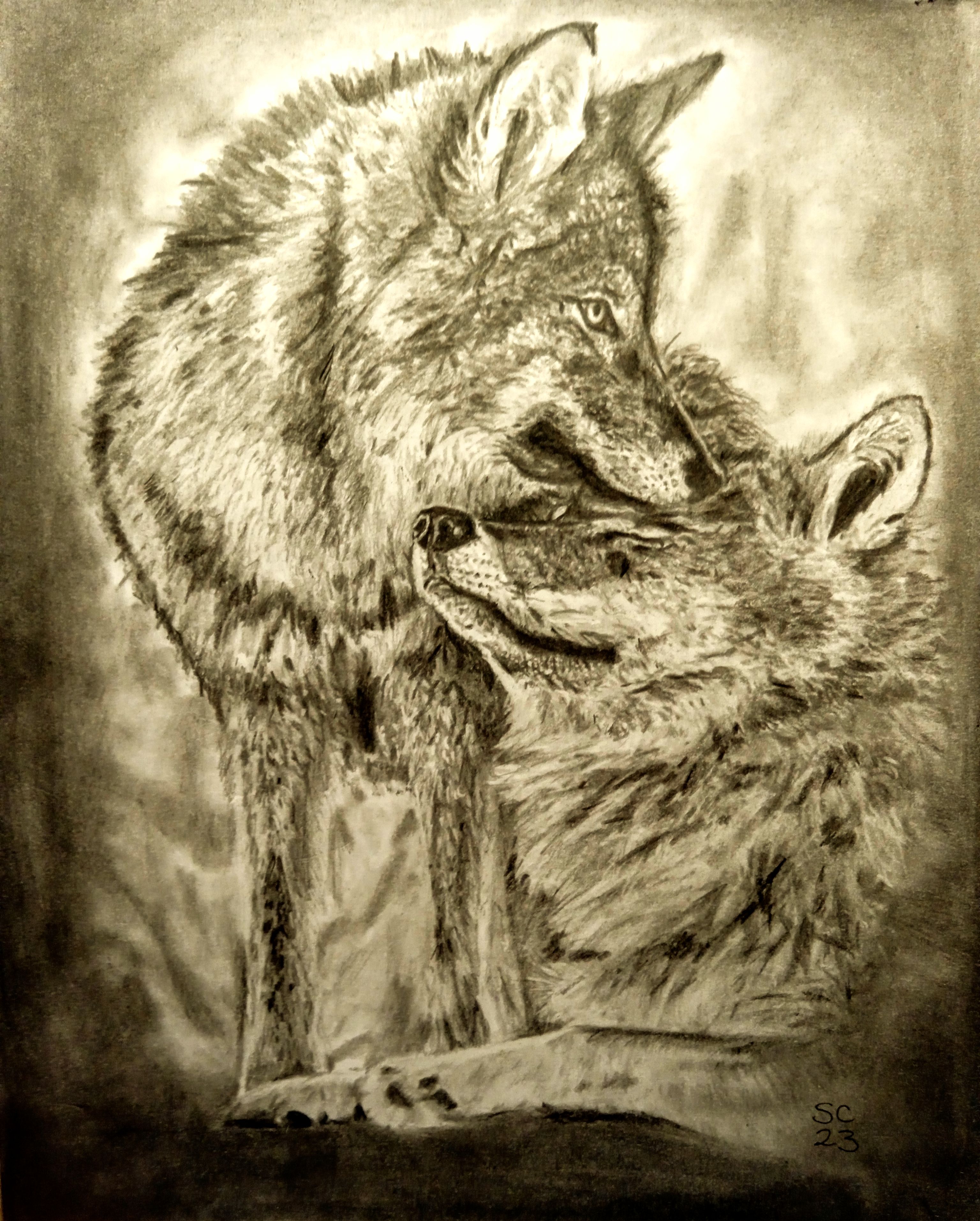 Wolves Graphite Drawing Graphite wolf couple complete by Shez1977 on DeviantArt