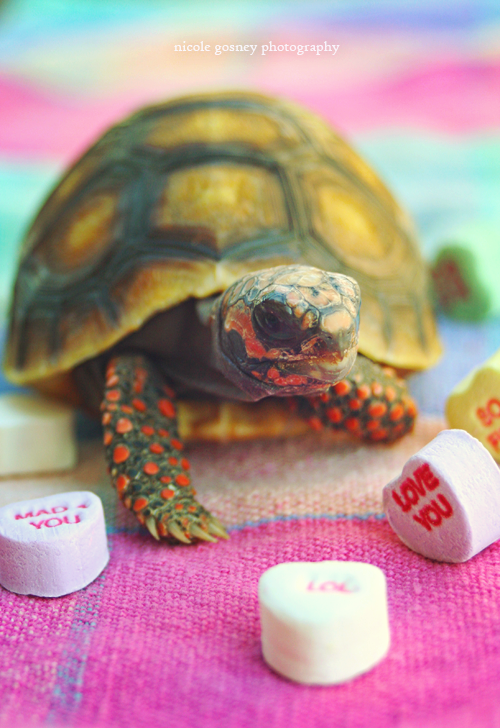 Have a CUTE Valentine's Day!