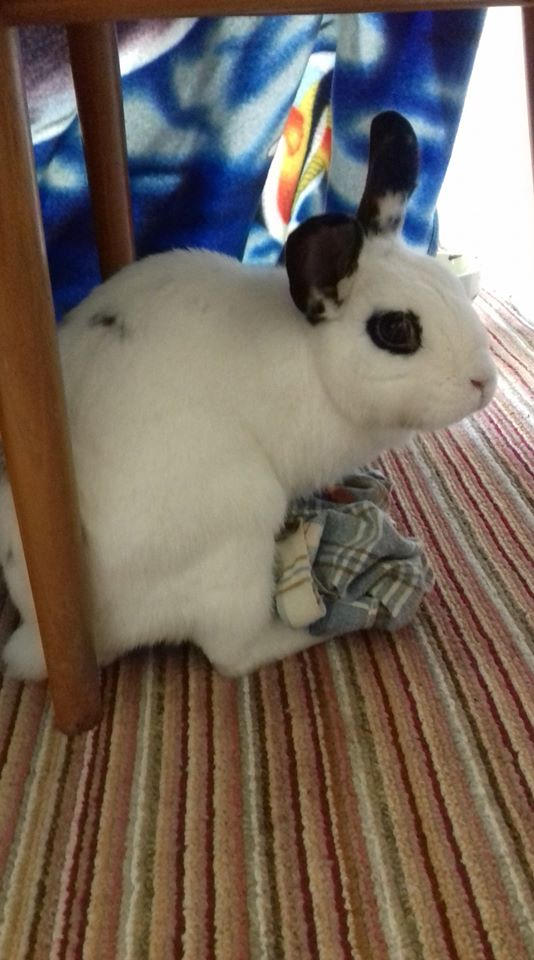 Bunny Hime ^^ by Yuninka2 on DeviantArt