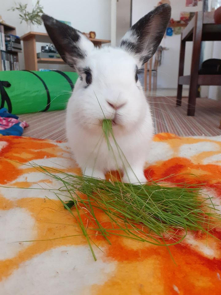 Bunny Hime ^^ by Yuninka2 on DeviantArt