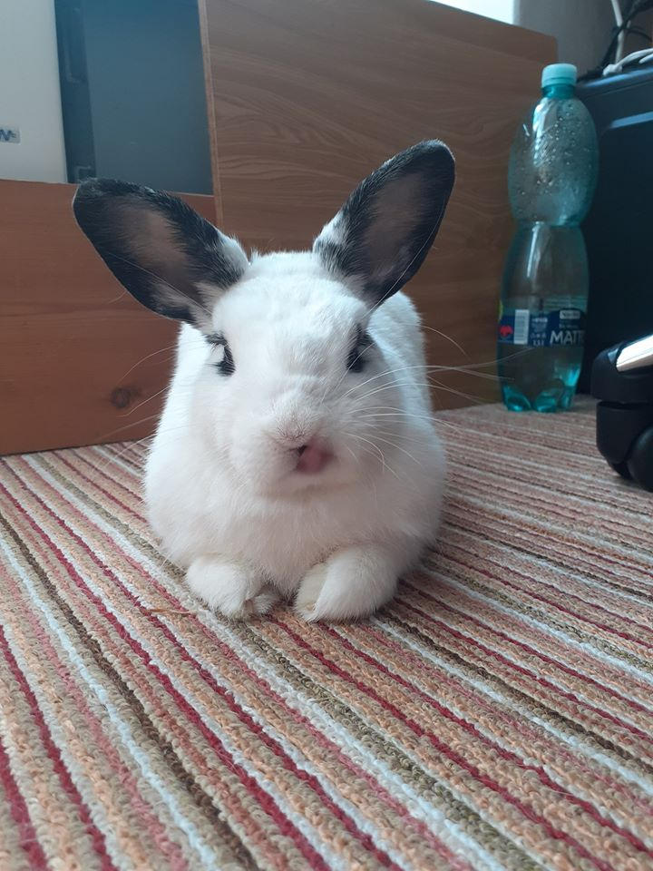 Bunny Hime ^^ by Yuninka2 on DeviantArt