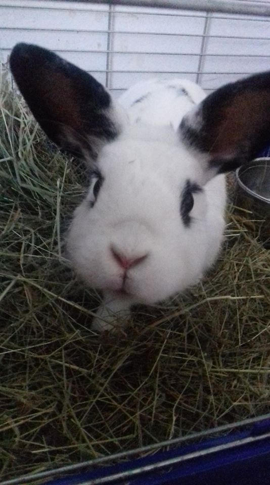 Bunny Hime^^ by Yuninka2 on DeviantArt