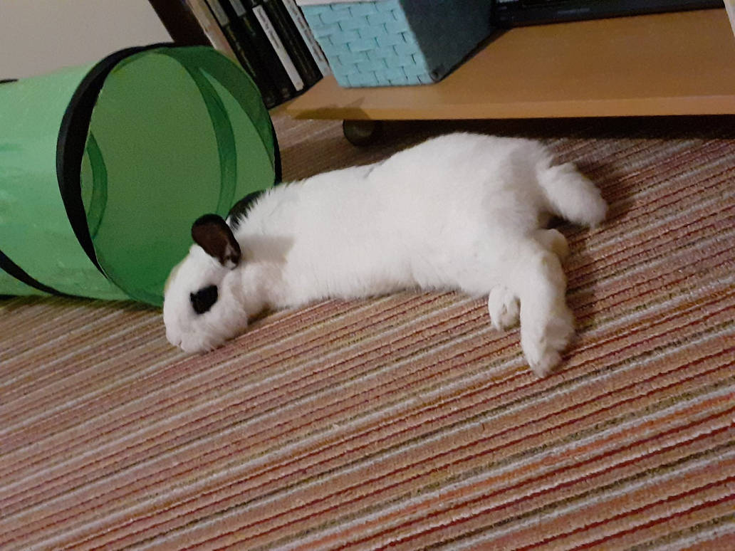 Bunny Hime by Yuninka2 on DeviantArt