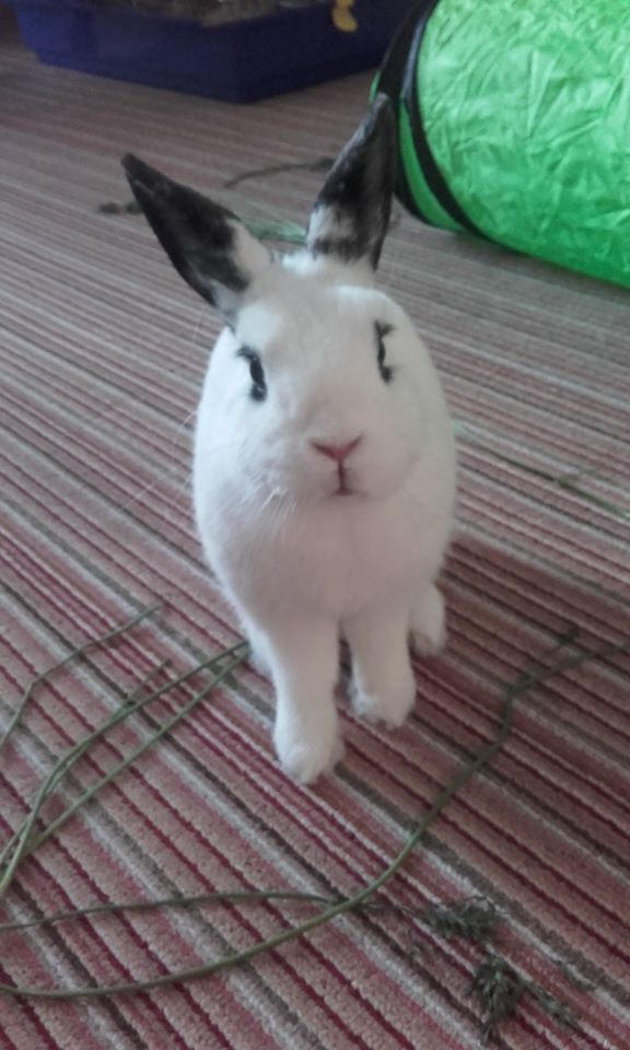 Bunny Hime^^ by Yuninka2 on DeviantArt