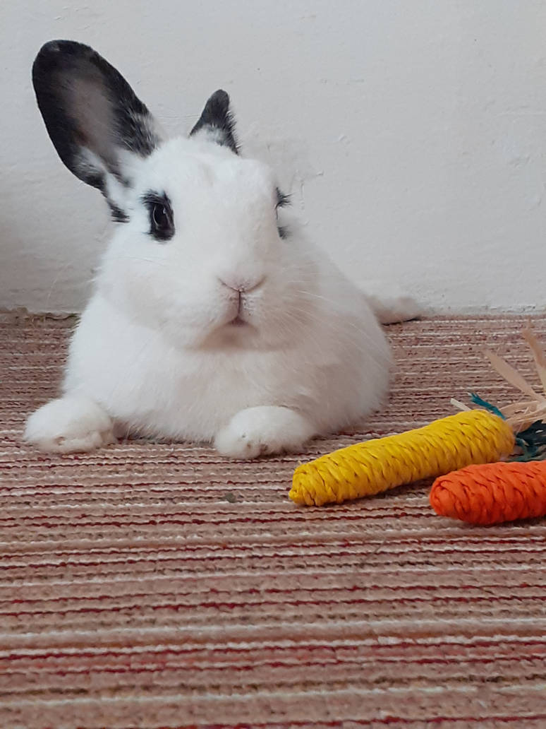 Bunny Hime^^ by Yuninka2 on DeviantArt