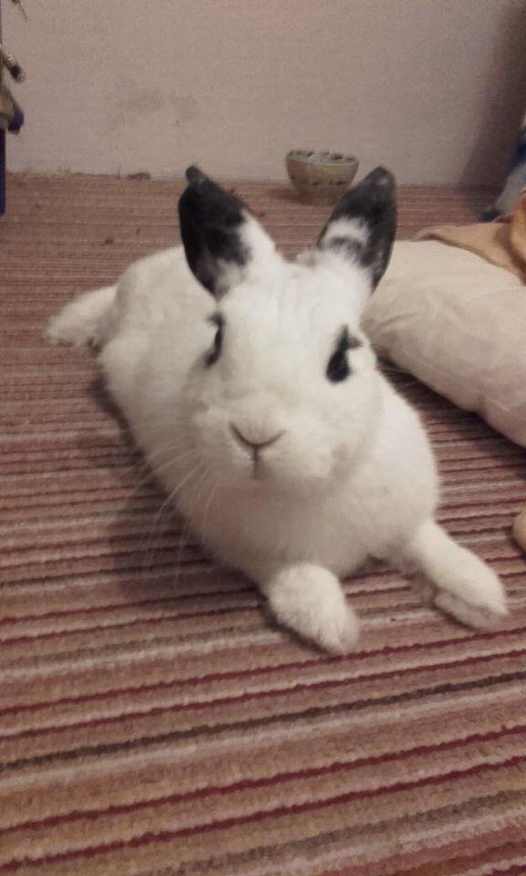 Bunny Hime^^ by Yuninka2 on DeviantArt