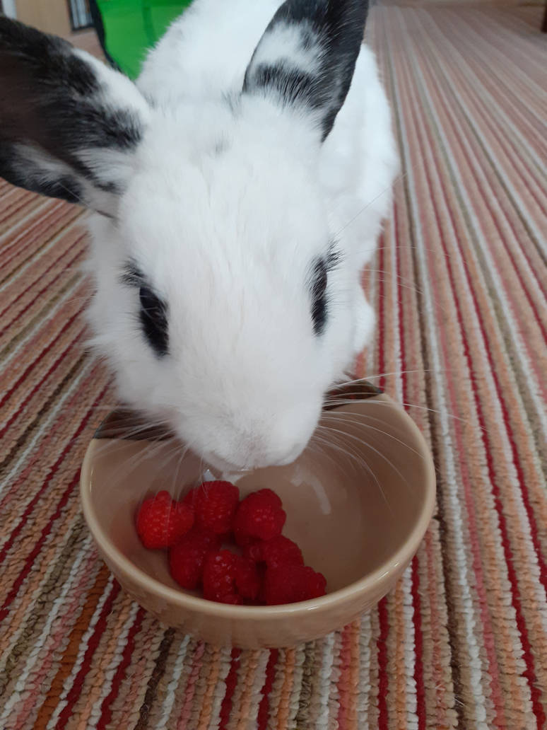 Bunny Hime^^ by Yuninka2 on DeviantArt