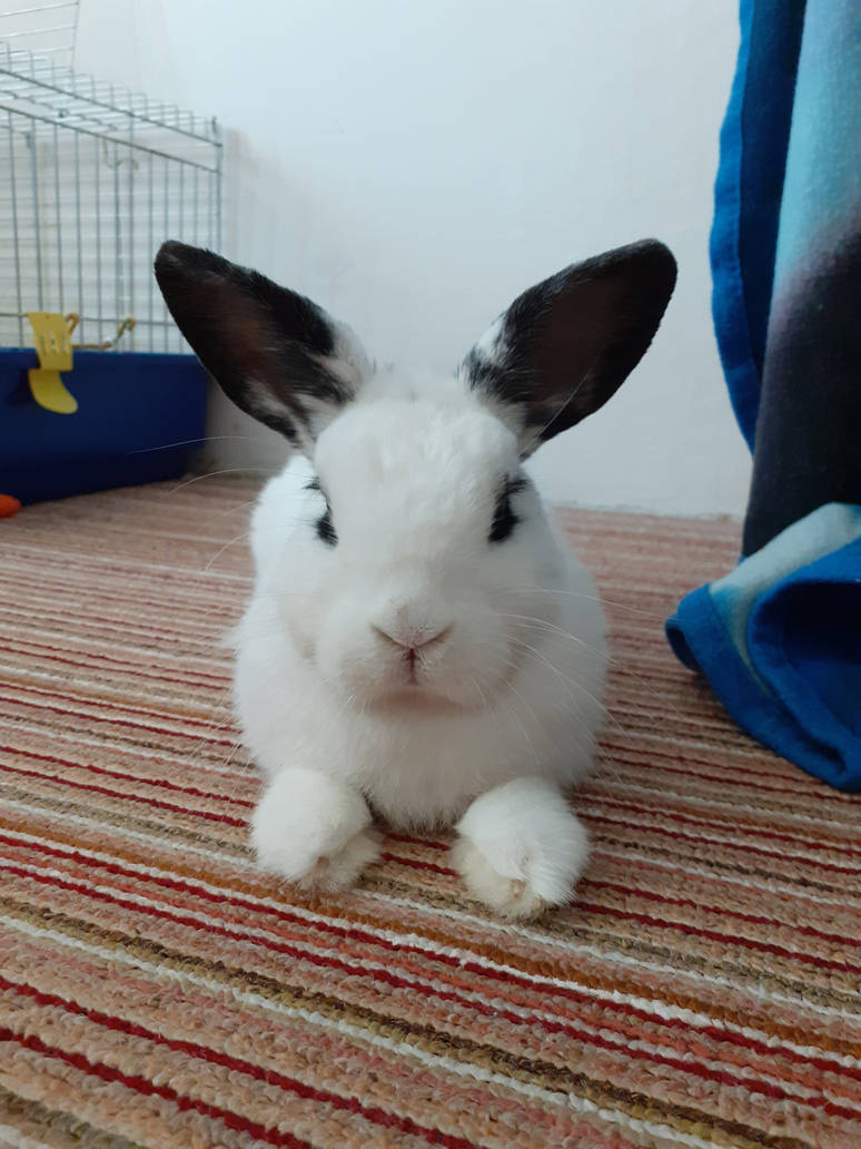 Bunny Hime^^ by Yuninka2 on DeviantArt