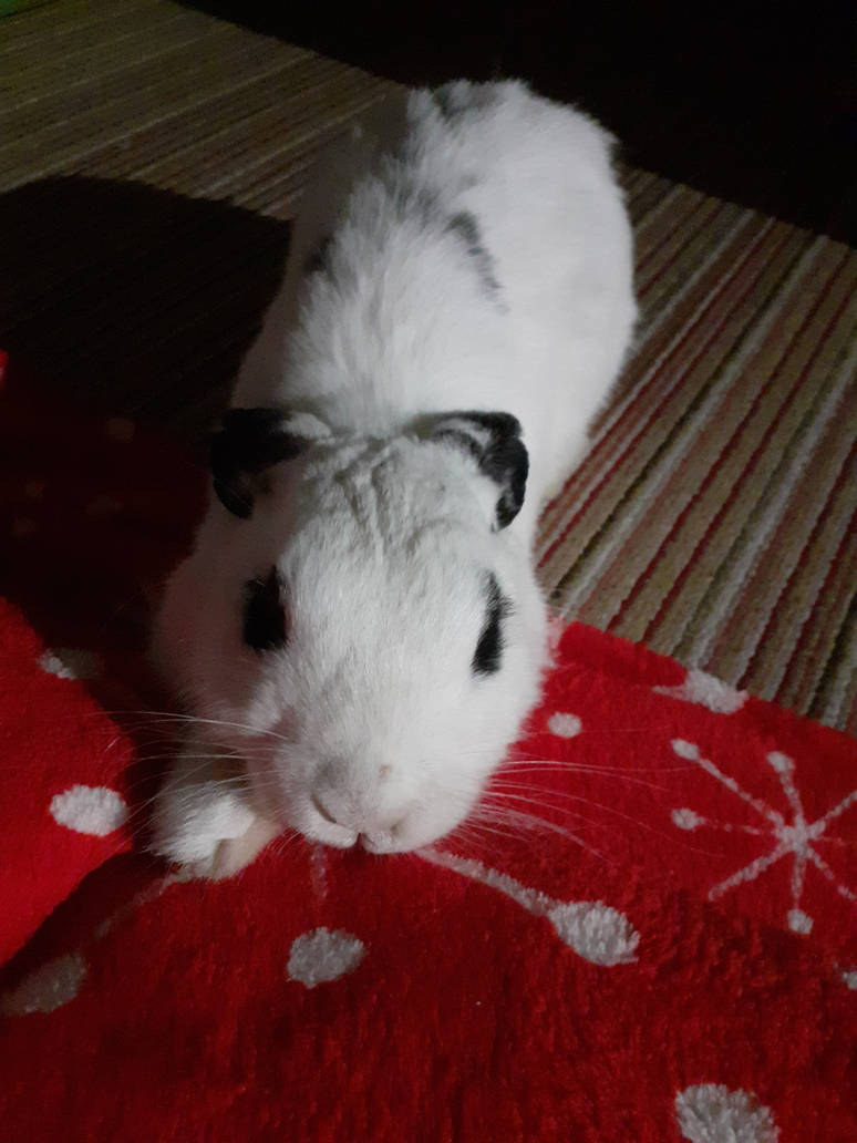 Bunny Hime^^ by Yuninka2 on DeviantArt