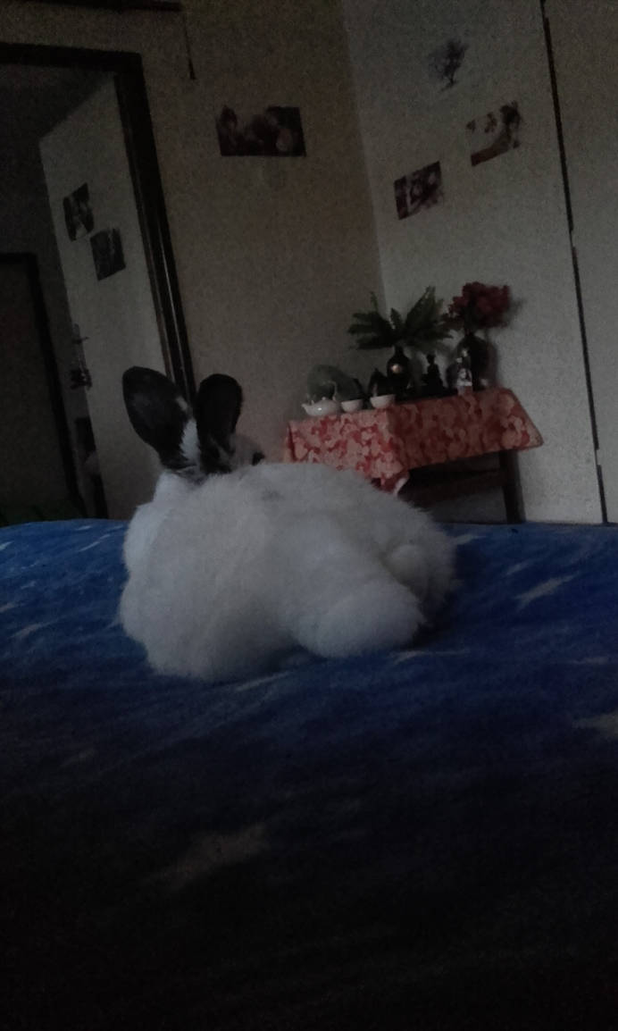 Bunny Hime^^ by Yuninka2 on DeviantArt