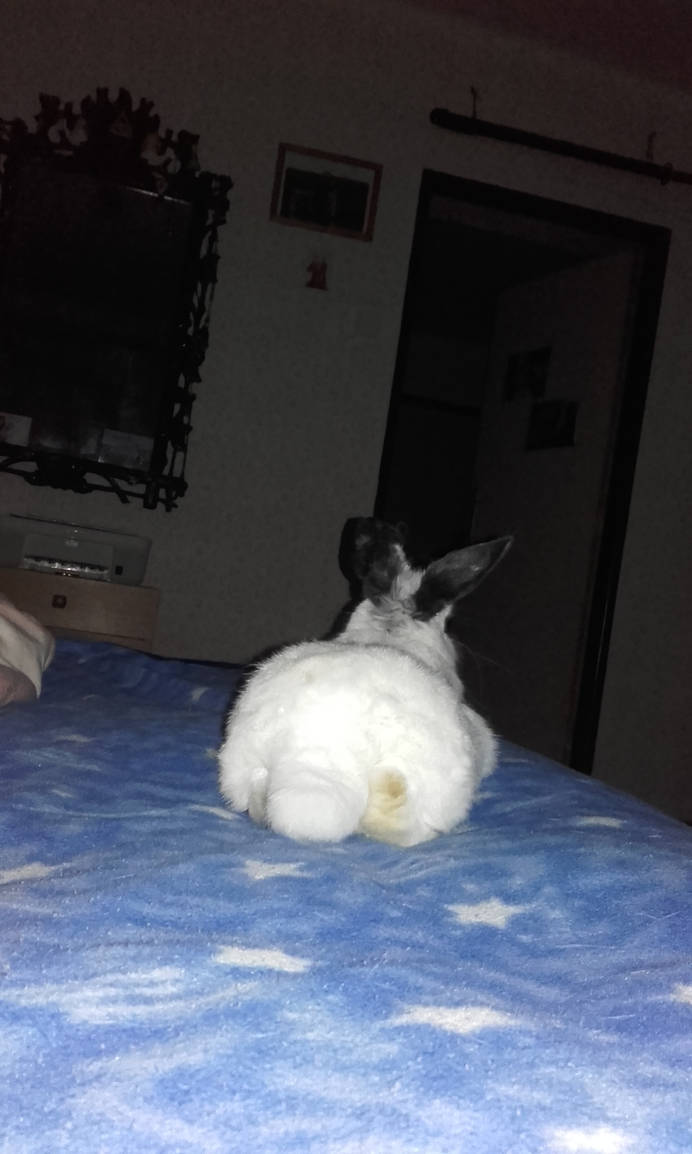 Bunny Hime ^^ by Yuninka2 on DeviantArt