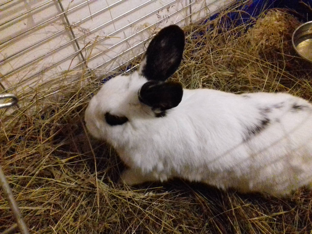 Bunny Hime^^ by Yuninka2 on DeviantArt