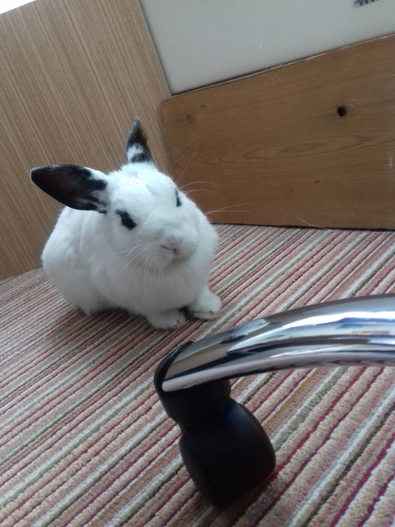 Bunny Hime^^ by Yuninka2 on DeviantArt