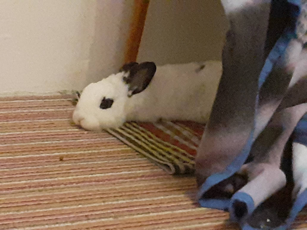 Bunny Hime ^^ by Yuninka2 on DeviantArt