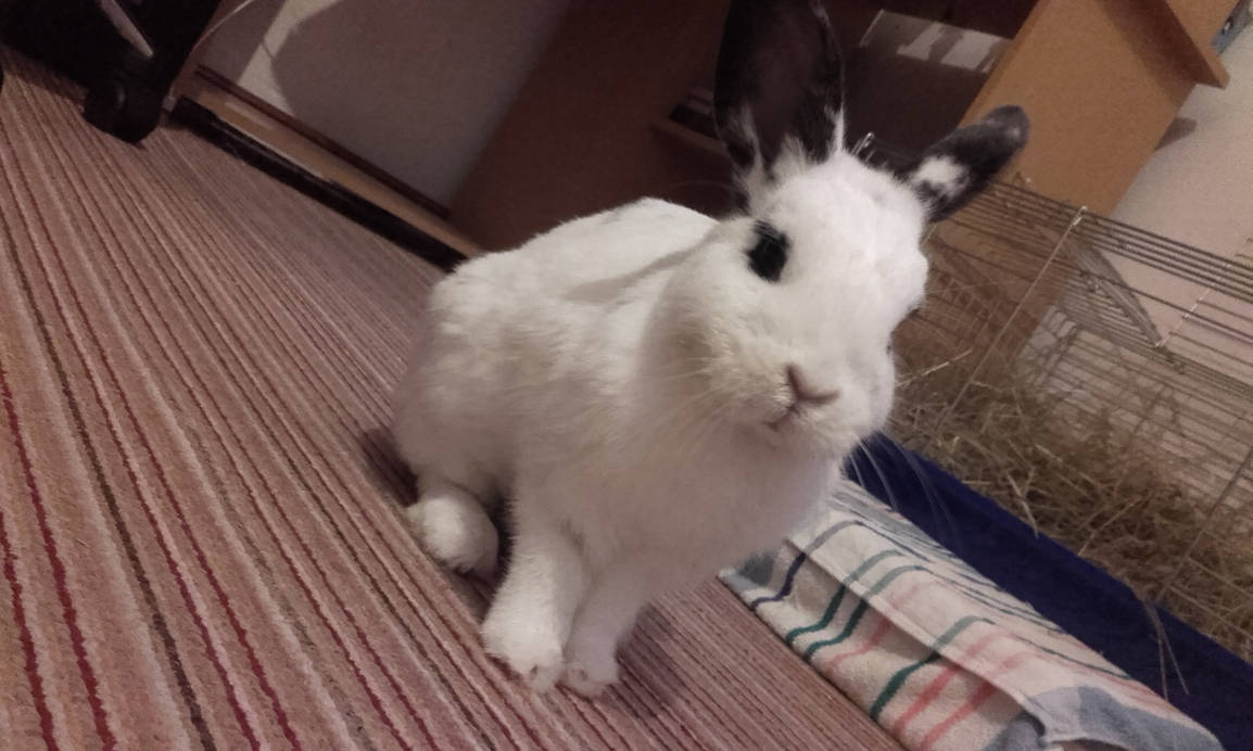 Bunny Hime^^ by Yuninka2 on DeviantArt