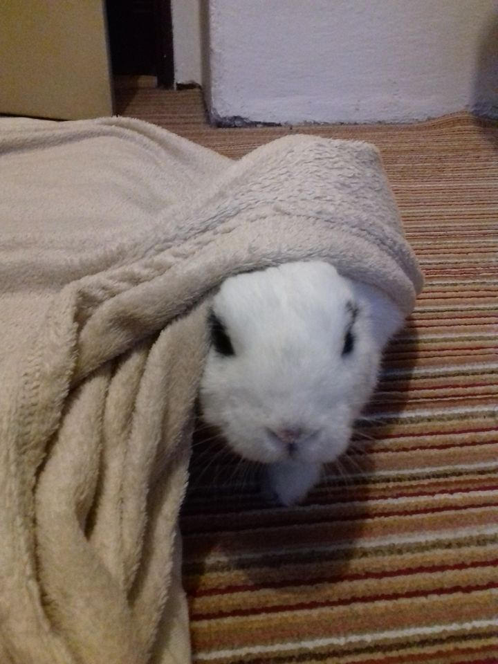 Bunny Hime^^ by Yuninka2 on DeviantArt