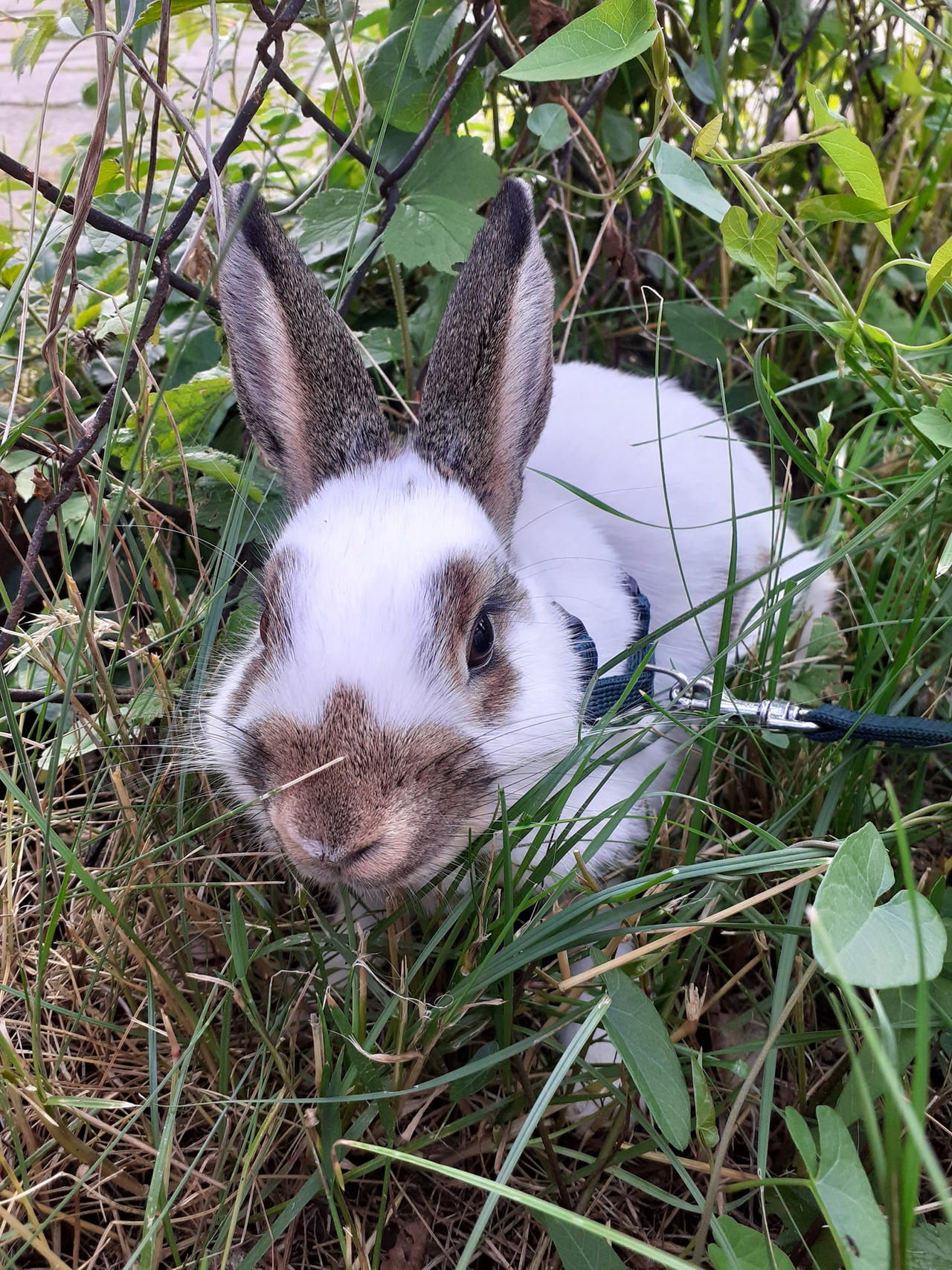 Ellie Rabbit Bunny Ellie ^^ by Yuninka2 on DeviantArt