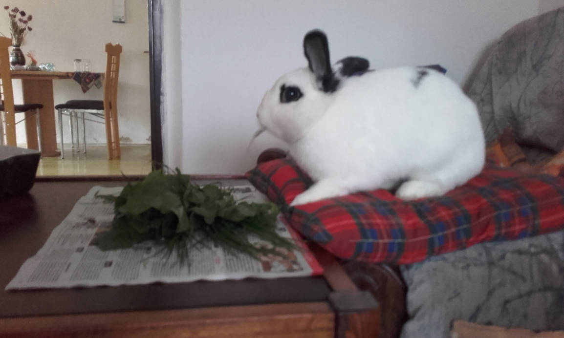 Bunny Hime^^ by Yuninka2 on DeviantArt