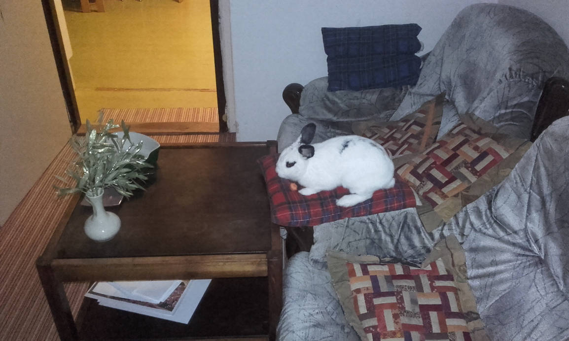 Bunny Hime^^ by Yuninka2 on DeviantArt