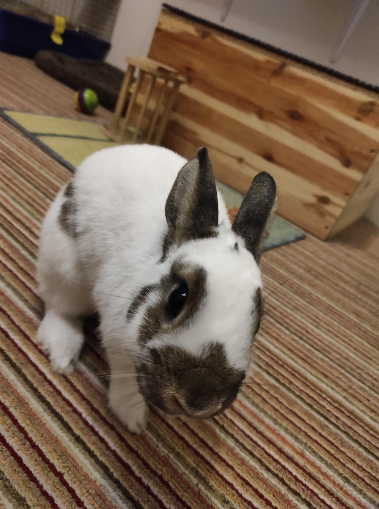 Ellie Rabbit Bunny Ellie ^^ by Yuninka2 on DeviantArt