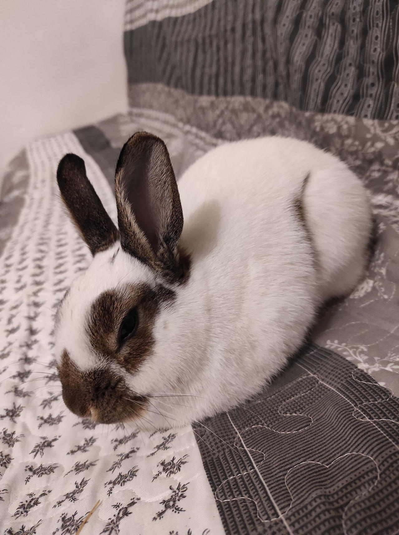 Ellie Rabbit Bunny Ellie ^^ by Yuninka2 on DeviantArt