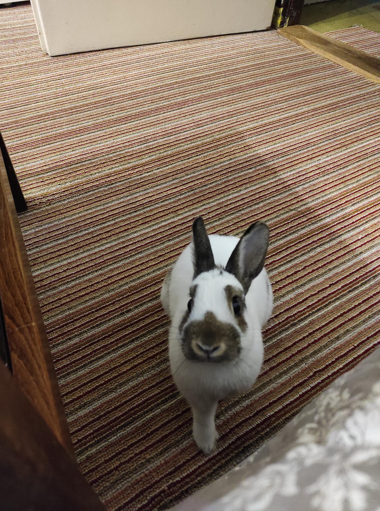 Ellie Rabbit Bunny Ellie ^^ by Yuninka2 on DeviantArt