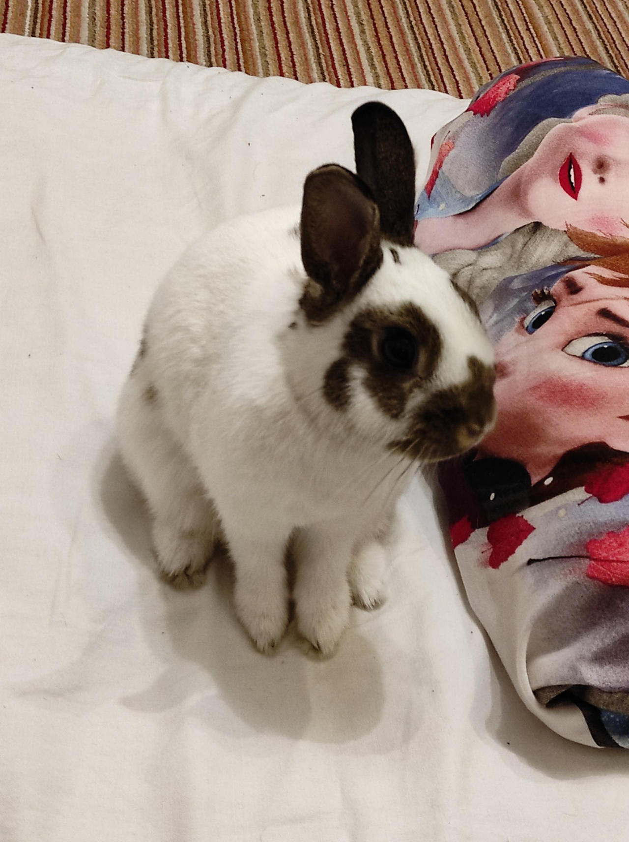 Ellie Rabbit Bunny Ellie ^^ by Yuninka2 on DeviantArt