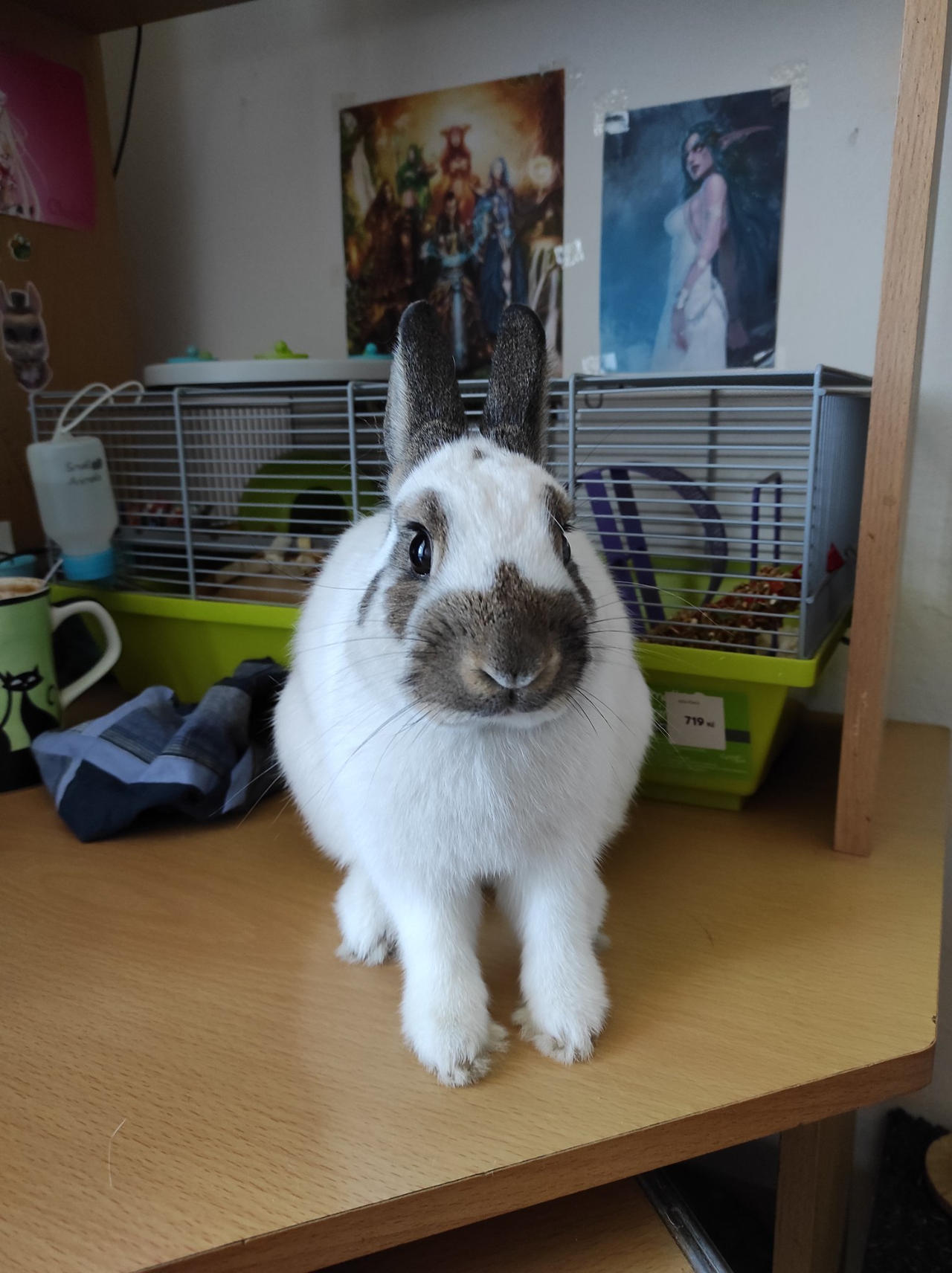 Ellie Rabbit Bunny Ellie ^^ by Yuninka2 on DeviantArt
