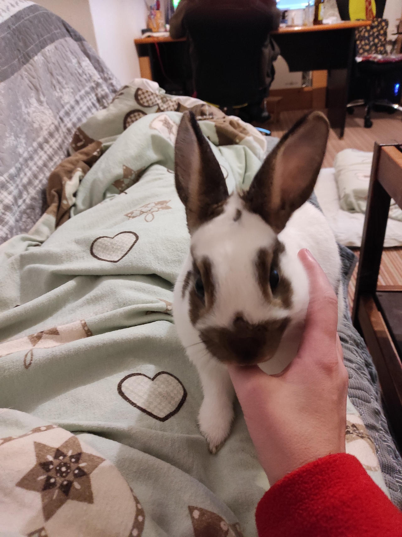Ellie Rabbit Bunny Ellie ^^ by Yuninka2 on DeviantArt