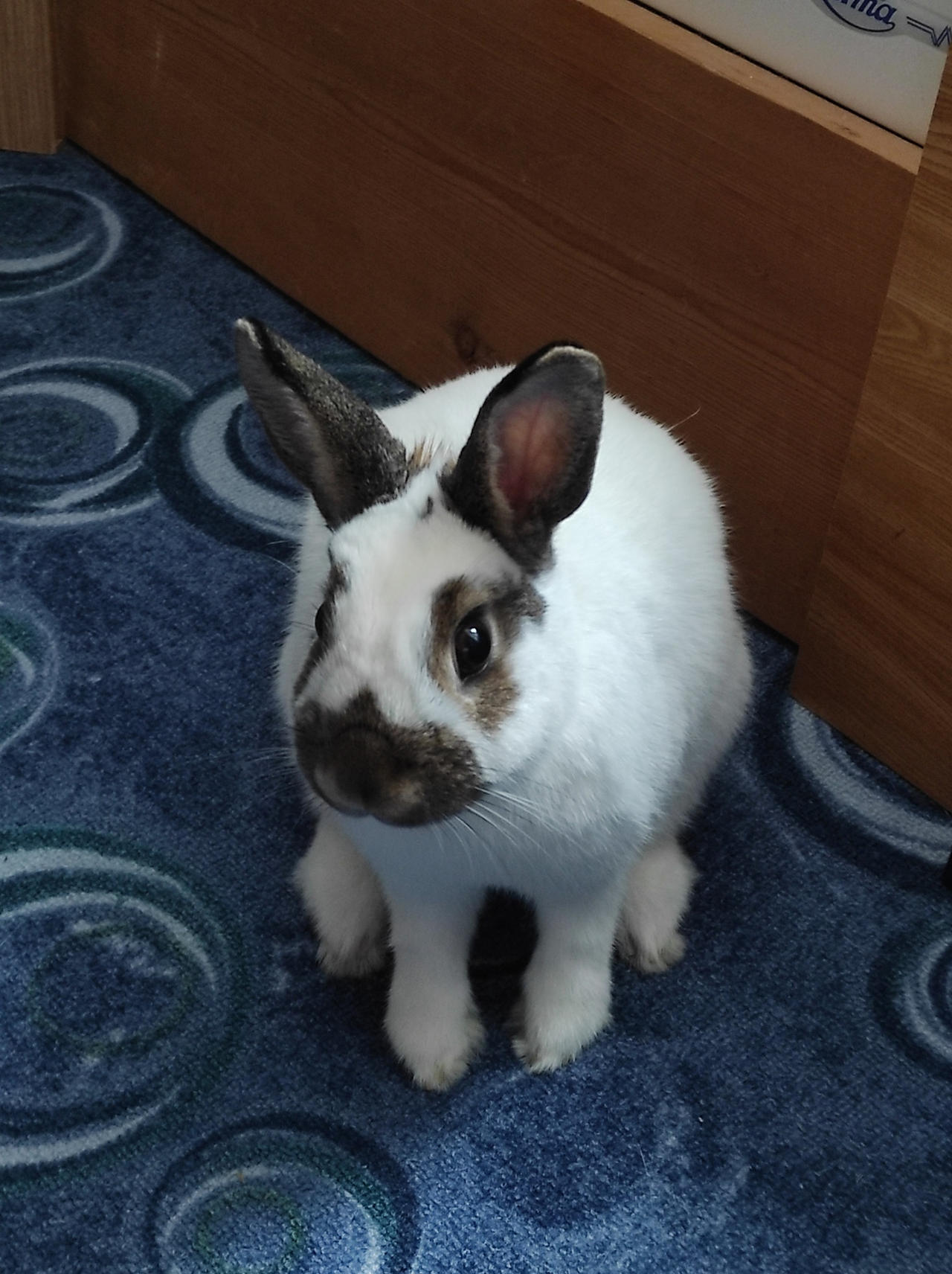 Ellie Rabbit Bunny Ellie ^^ by Yuninka2 on DeviantArt