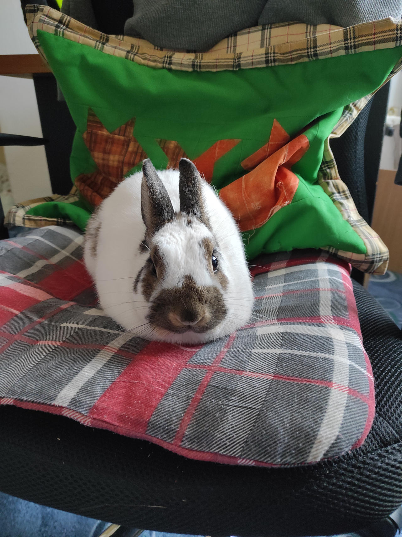Ellie Rabbit Bunny Ellie ^^ by Yuninka2 on DeviantArt