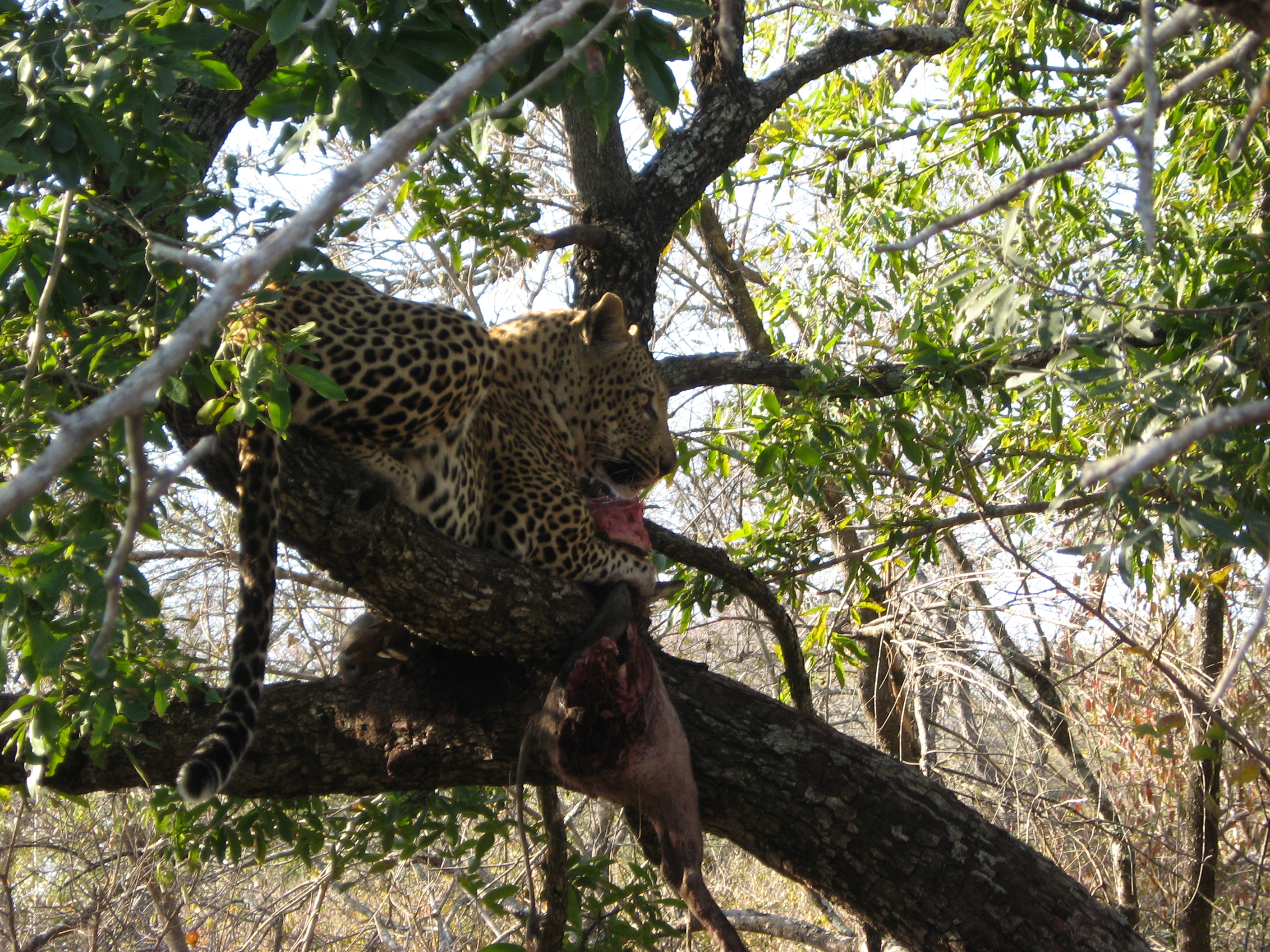 Leopard in tree 3