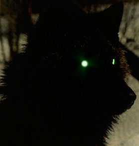 Demon Wolf