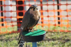 Aplomado Falcon