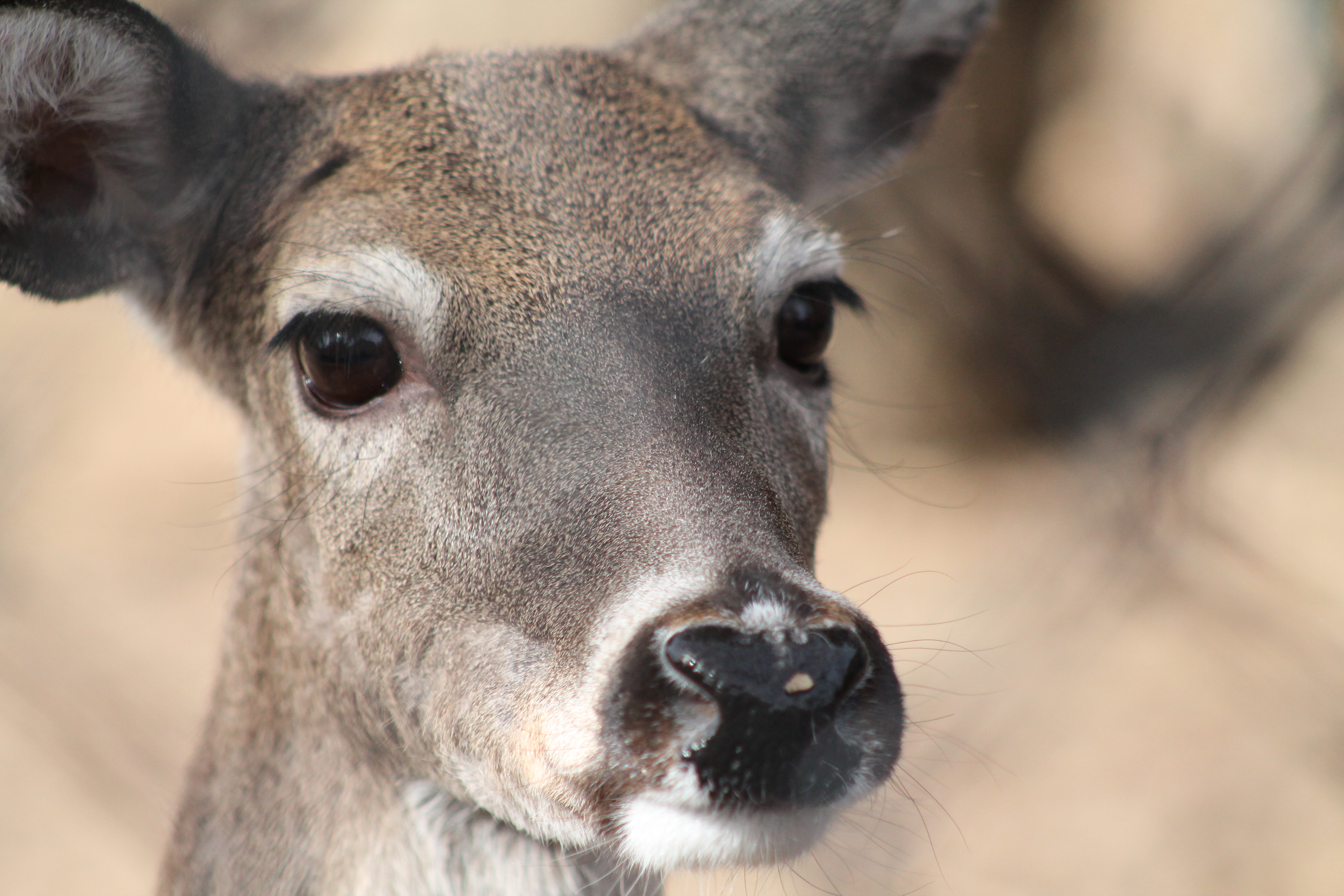 Whitetail Doe