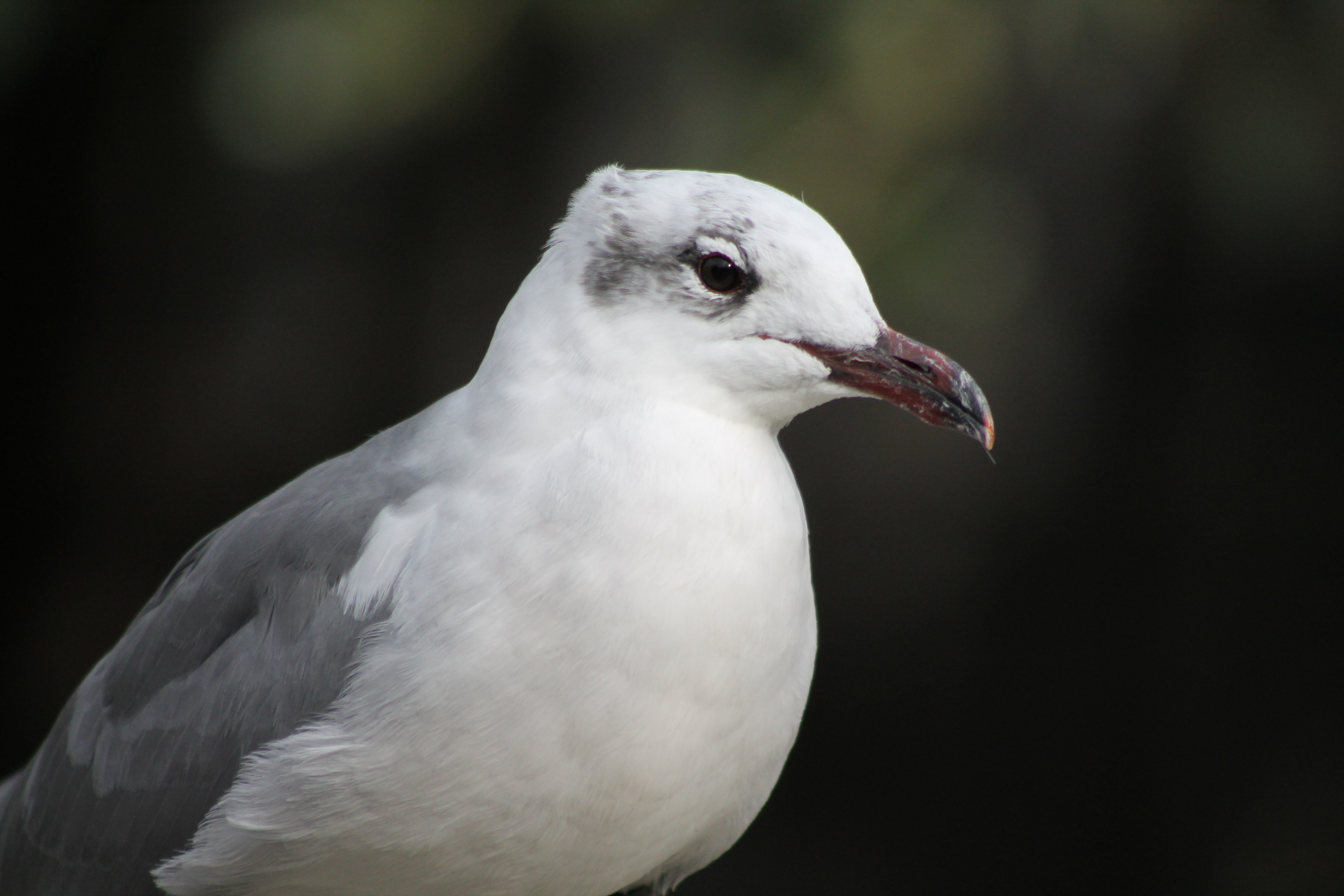 Seagull