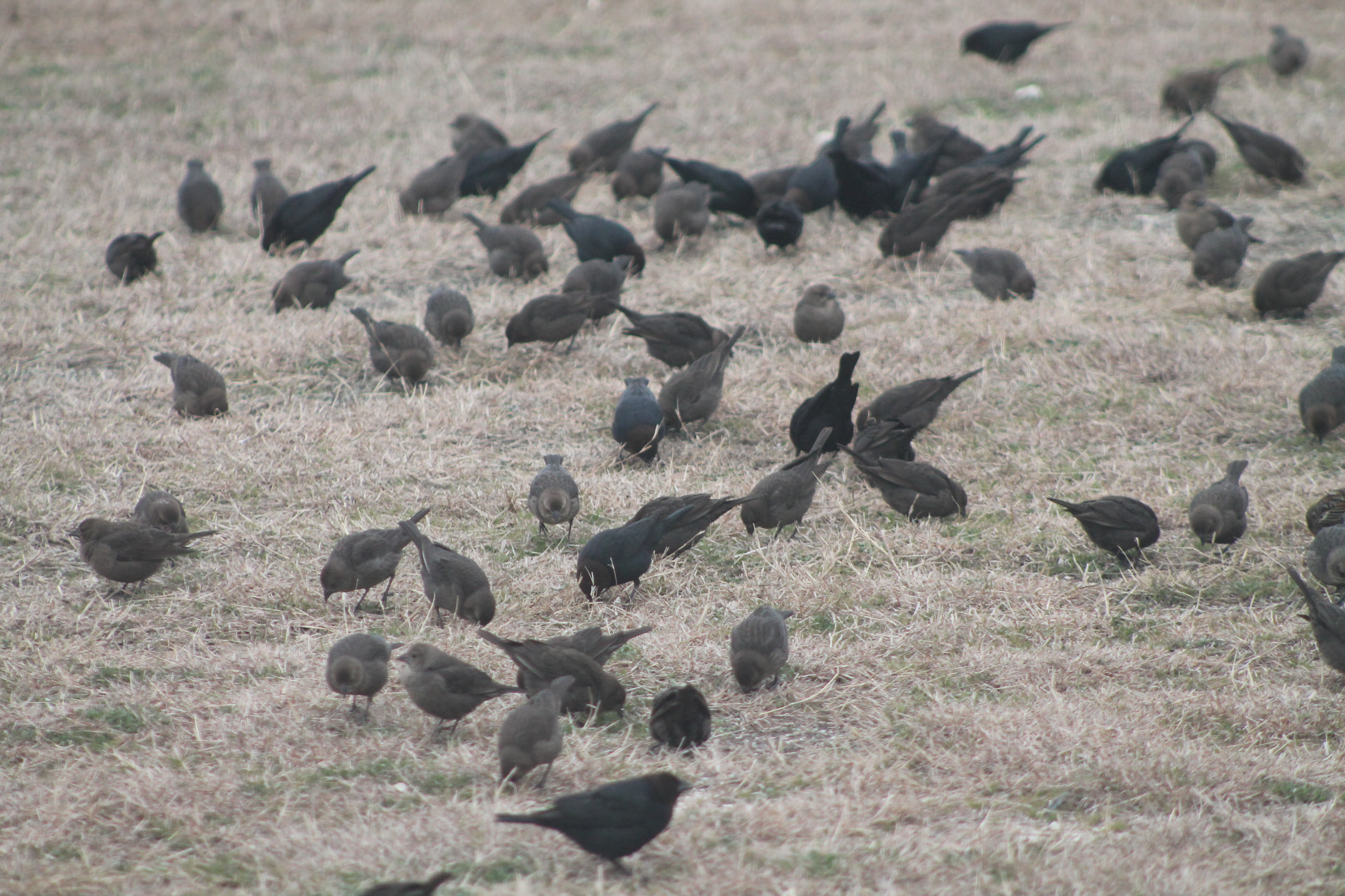 Brown-headed Cowbirds