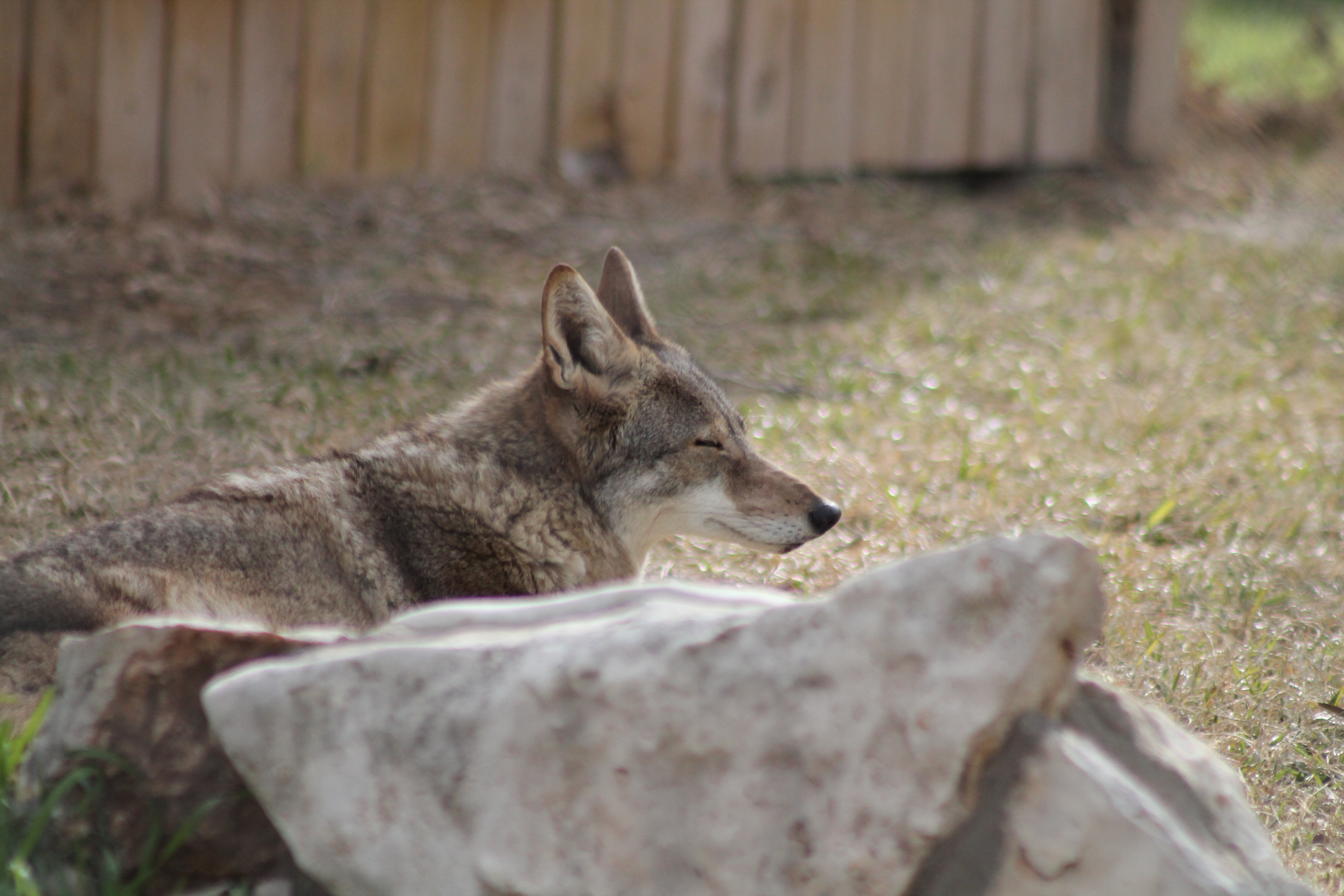 Coyote