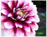 Dahlia two. by Seanachais-Ardmore