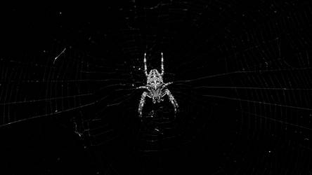 Black white spider